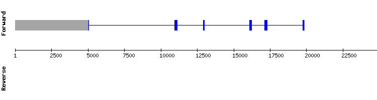 gene structure