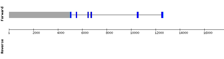gene structure