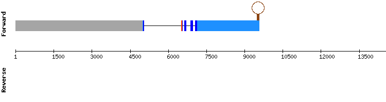 gene structure