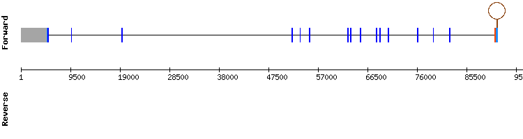 gene structure