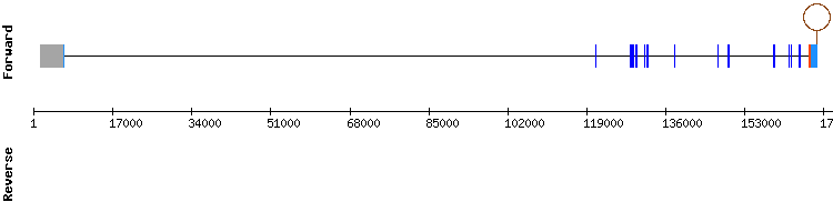 gene structure