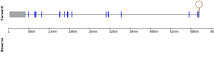 gene structure