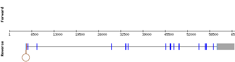 gene structure