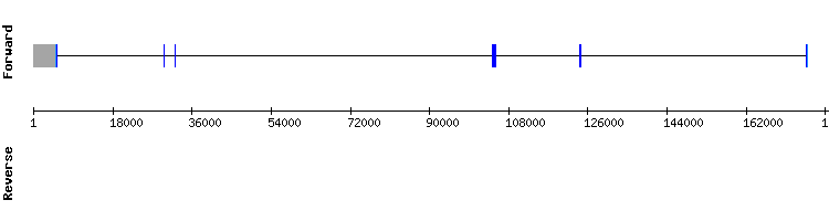 gene structure
