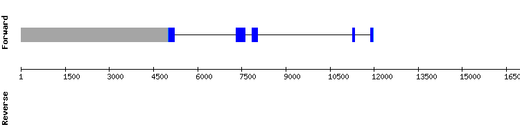 gene structure