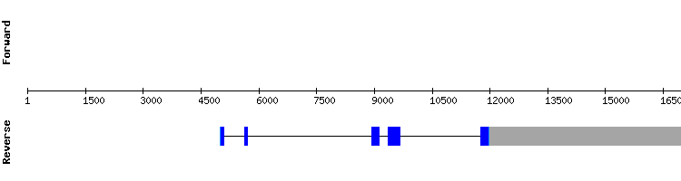 gene structure