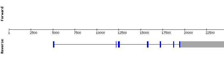 gene structure
