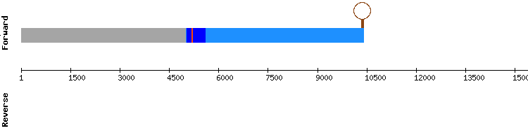 gene structure