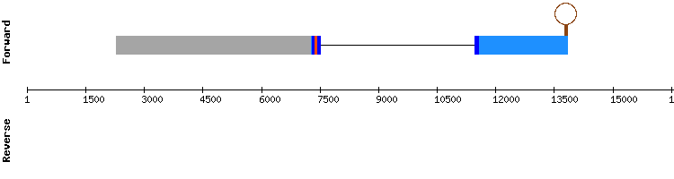 gene structure