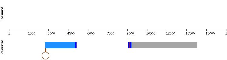 gene structure