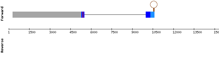 gene structure
