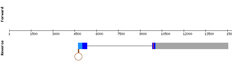 gene structure