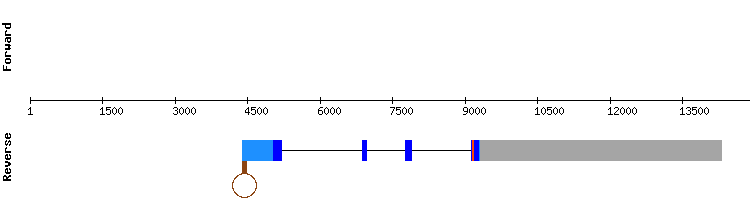 gene structure