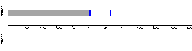 gene structure