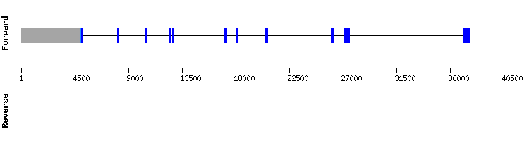 gene structure