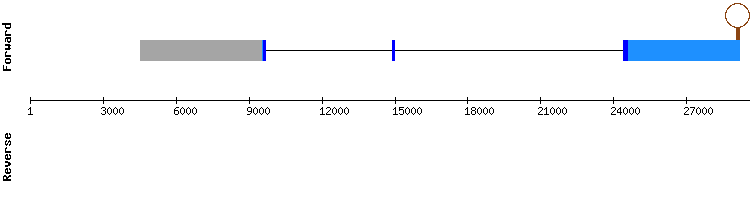 gene structure