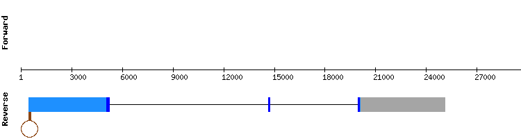 gene structure