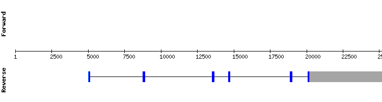 gene structure