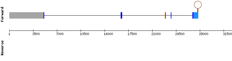 gene structure
