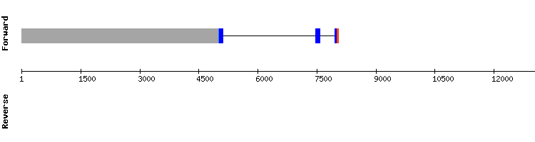 gene structure