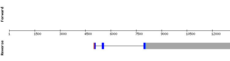 gene structure