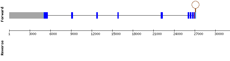 gene structure