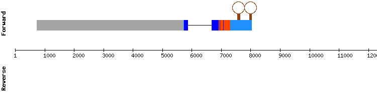 gene structure