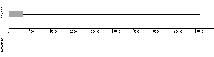 gene structure