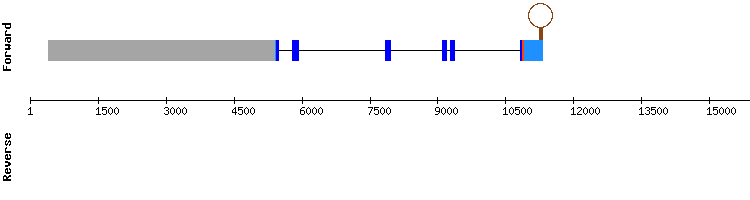 gene structure