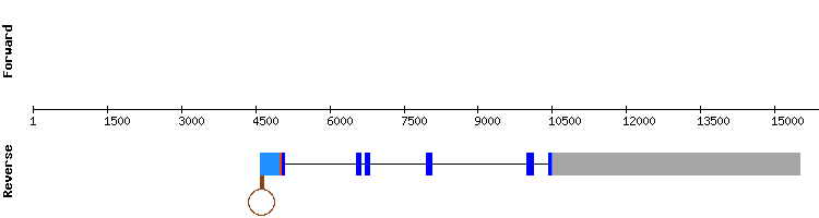 gene structure