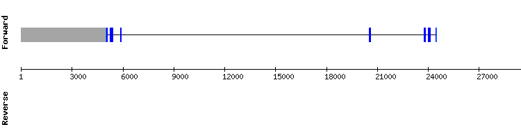 gene structure
