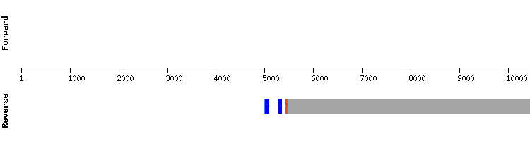 gene structure