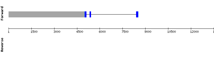 gene structure