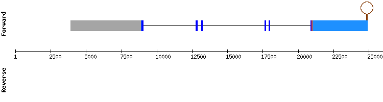gene structure