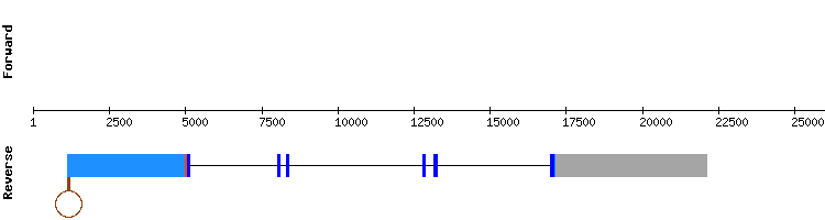 gene structure