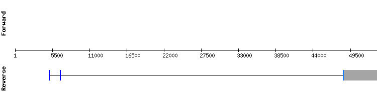gene structure