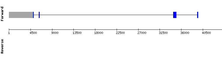 gene structure