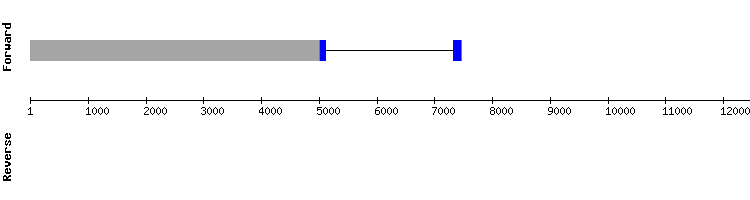 gene structure