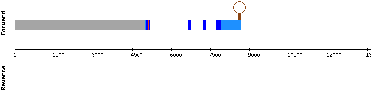 gene structure