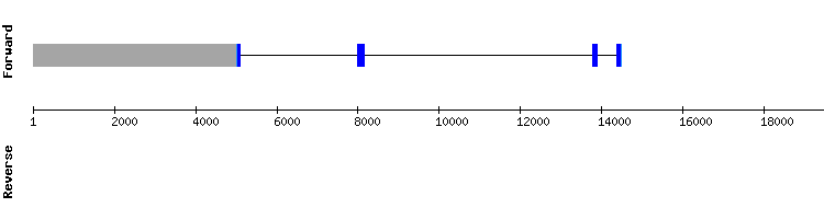 gene structure