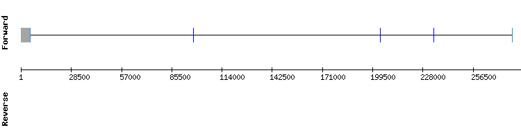 gene structure