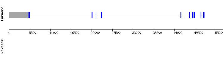 gene structure
