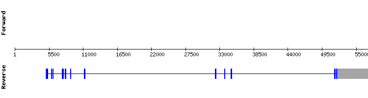 gene structure
