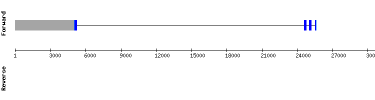 gene structure
