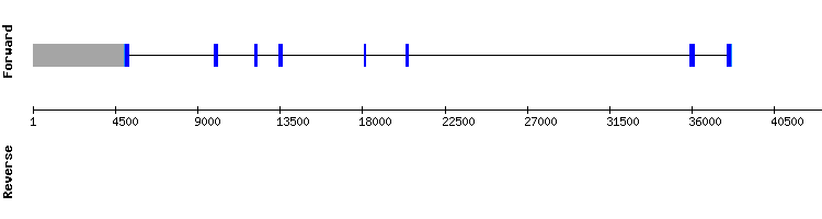 gene structure
