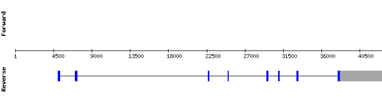 gene structure