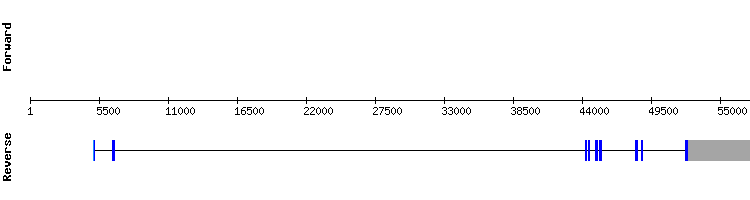 gene structure