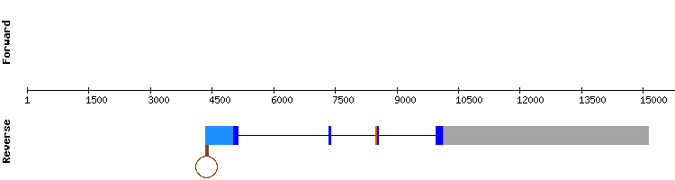 gene structure