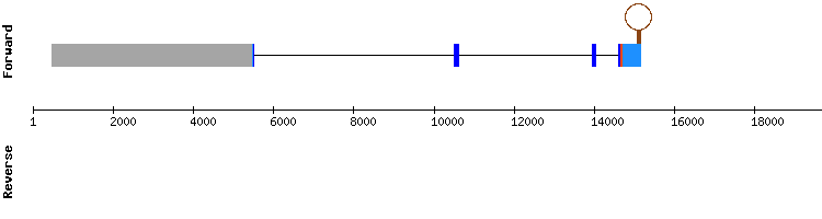 gene structure