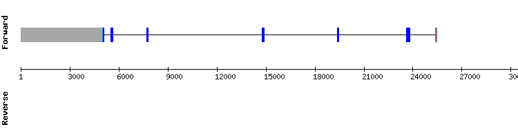 gene structure